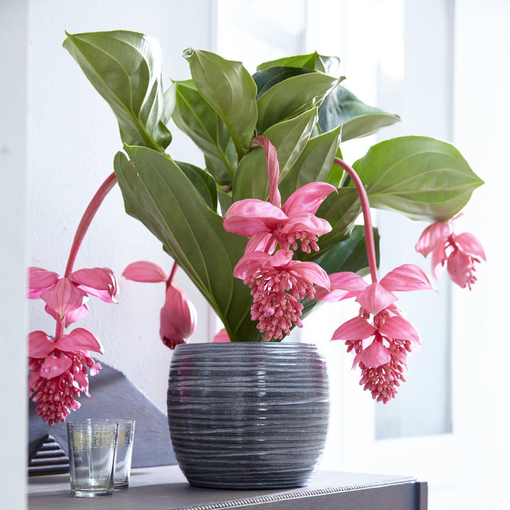 MEDINILLA FLAMENCO VASO 17CM