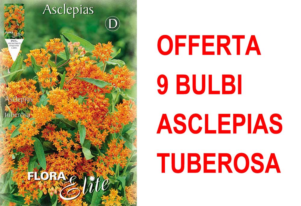 OFFERTA 9 BULBI DI ASCLEPIAS TUBEROSA