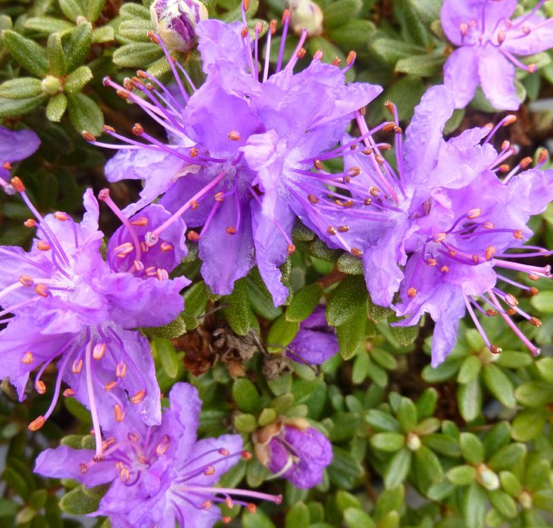 RODODENDRO IMPEDITUM SELECT IN VASO 21CM