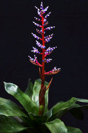 AECHMEA FASCIATA BLUE RAIN VASO 14CM