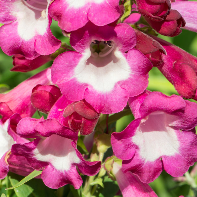 PENSTEMON POLARIS MAGENTA VASO 17CM