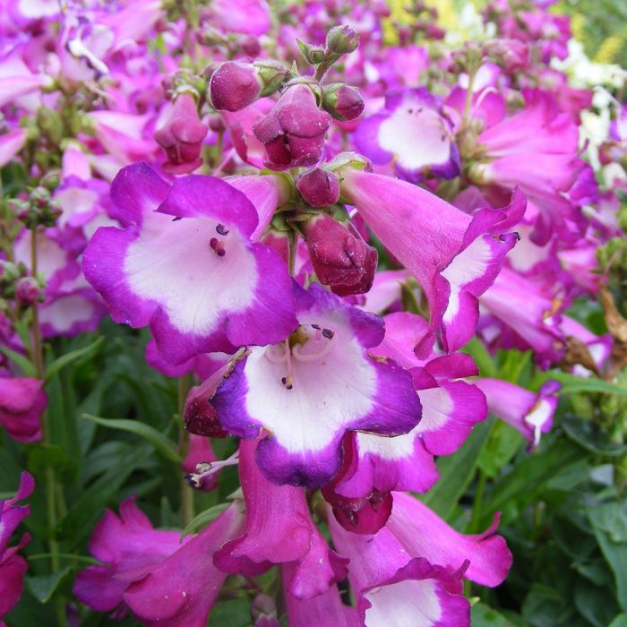 PENSTEMON POLARIS PURPLE VASO 17CM