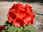 RODODENDRO RED JACK IN VASO 17CM