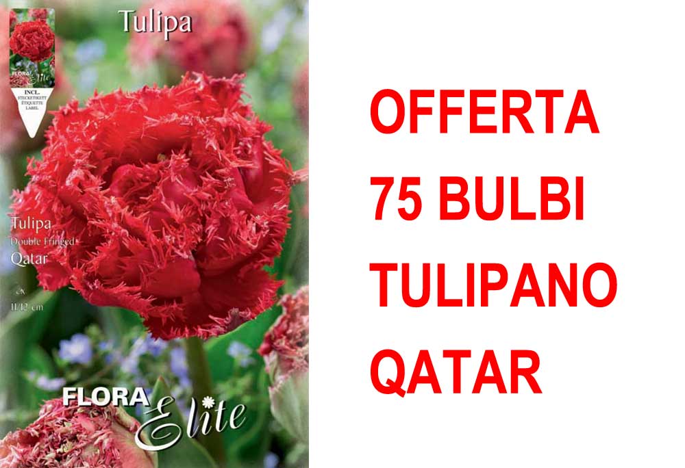 OFFERTA 75 BULBI TULIPANO MULTIFIORI FRINGED DOUBLE QATAR