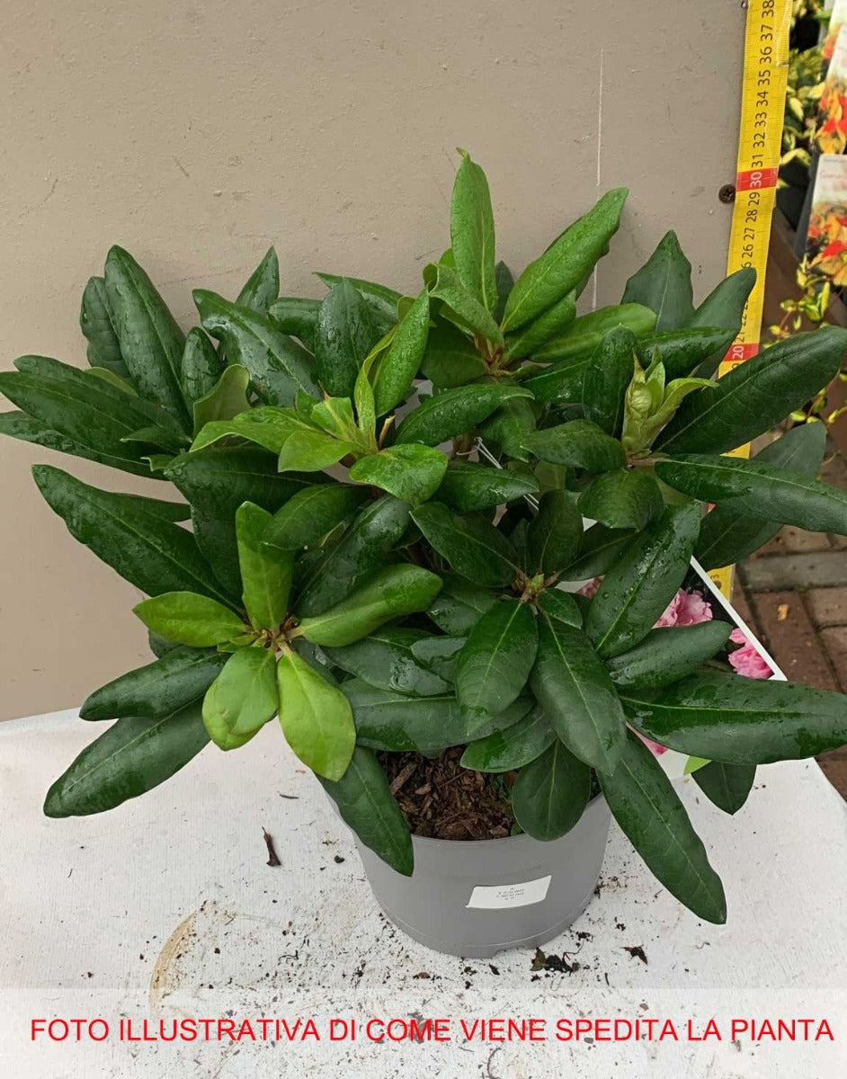 RODODENDRO COSMOPOLITAN IN VASO 18CM