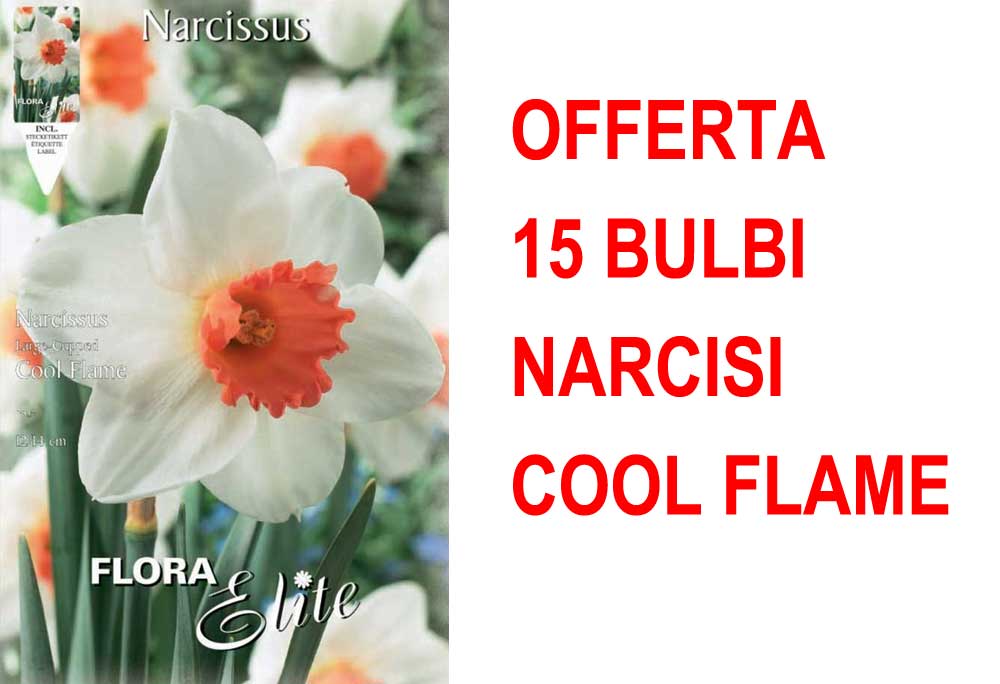 OFFERTA 15 BULBI NARCISO LARGE-CUPPED COOL FLAME