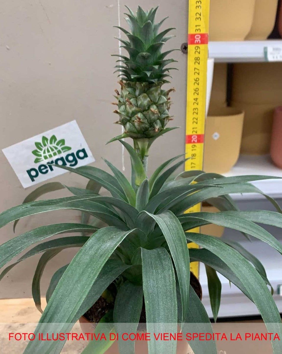 ANANAS CORONA VERDE ORNAMENTALE VASO 12CM