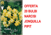 OFFERTA 20 BULBI NARCISO JONQUILLA PIPIT