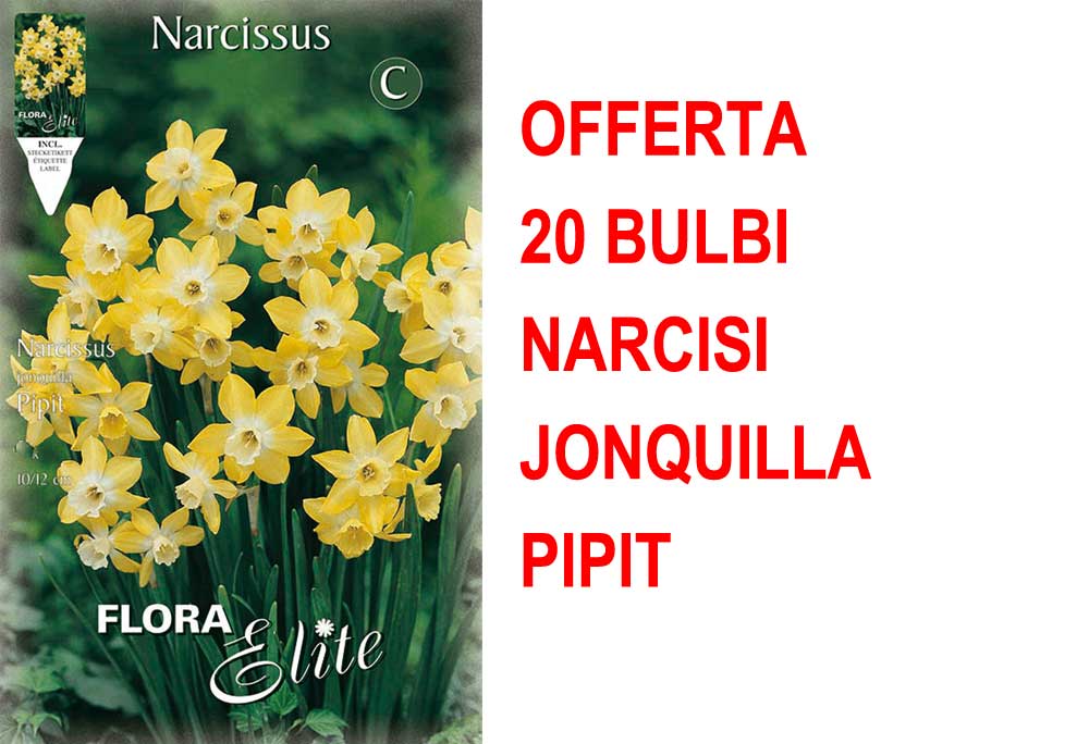 OFFERTA 20 BULBI NARCISO JONQUILLA PIPIT