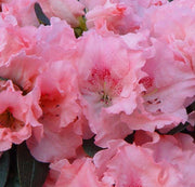 AZALEA JAPONICA KASSANDRA VASO 12CM