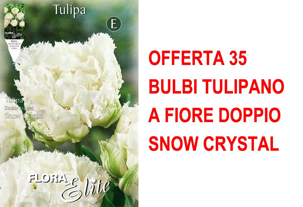 OFFERTA 35 BULBI TULIPANO A FIORE DOPPIO SNOW CRYSTAL