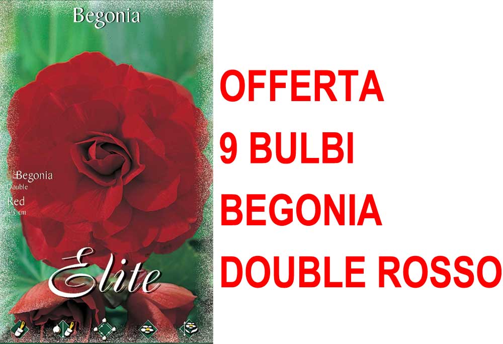 OFFERTA 9 BULBI BEGONIA DOUBLE ROSSO