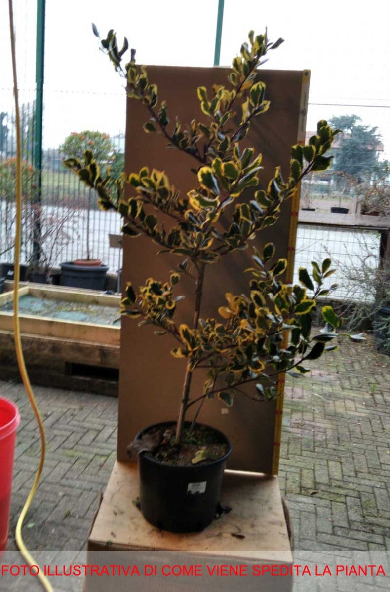 ILEX AGRIFOGLIO GOLDEN KING VASO 24CM