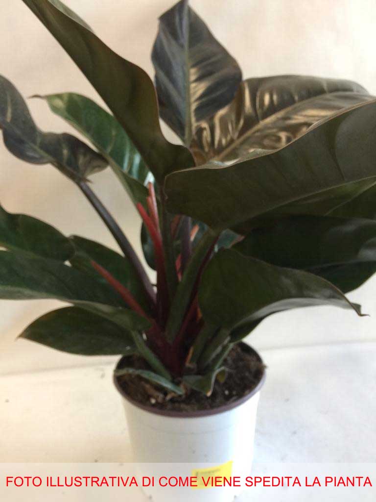 PHILODENDRON IMPERIAL RED VASO 19CM