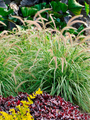PENNISETUM SKY ROCKET VASO 17CM