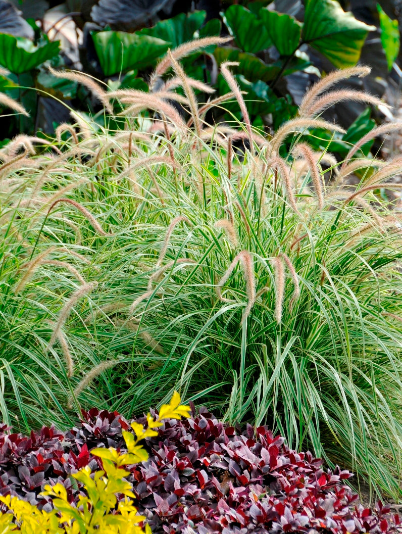 PENNISETUM SKY ROCKET VASO 17CM