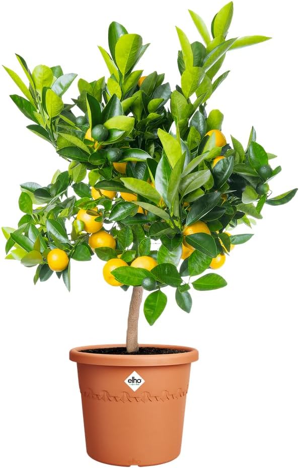 VASO ALGARVE CILINDRO 30CM TERRA
