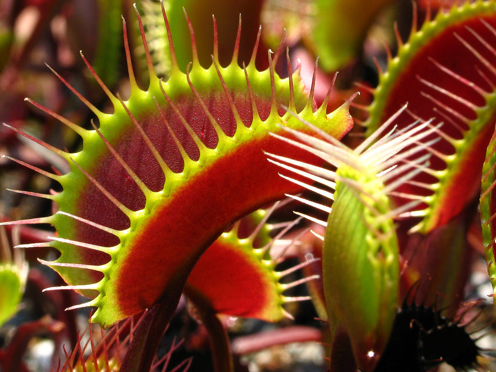 PIANTA CARNIVORA DIONEA MUSCIPULA VASO 6CM