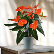 ANTHURIUM MINNESOTA ROSSO IN VASO 17CM