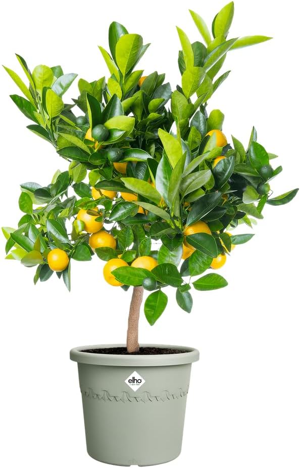 VASO ALGARVE CILINDRO 58CM VERDE TIMO