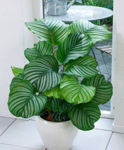 CALATHEA ORBIFOLIA IN VASO 19CM