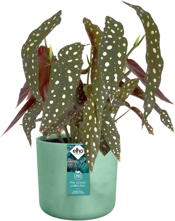 VASO THE OCEAN COLLECTION ROUND 16CM VERDE PACIFICO