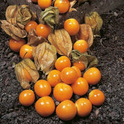 PHYSALIS PERUVIANA VASO 13CM