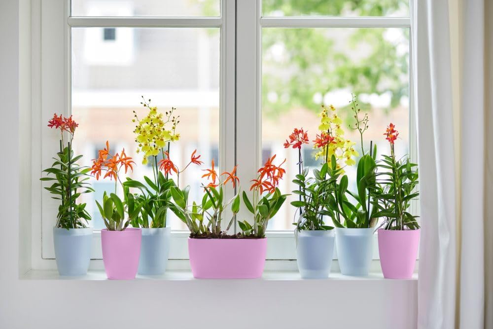 FIORIERA PER ORCHIDEE BRUSSELS ORCHID DUO 25CM VIVID VIOLET