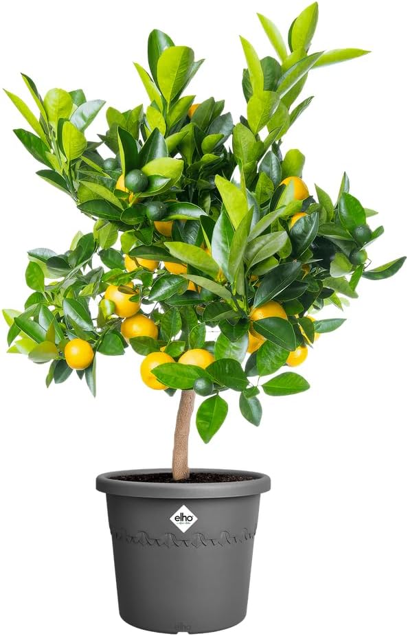 VASO ALGARVE CILINDRO 48CM ANTHRACITE