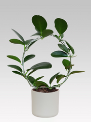 HOYA AUSTRALIS FIORE DI CERA VASO 12CM + COPRIVASO A SCELTA