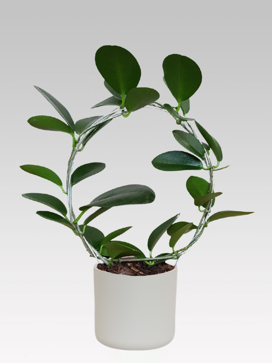 HOYA AUSTRALIS FIORE DI CERA VASO 12CM + COPRIVASO A SCELTA