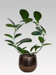 HOYA AUSTRALIS FIORE DI CERA VASO 12CM + COPRIVASO Ø 16 BRONZO