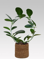 HOYA AUSTRALIS FIORE DI CERA VASO 12CM + COPRIVASO Ø 16 MARRONE