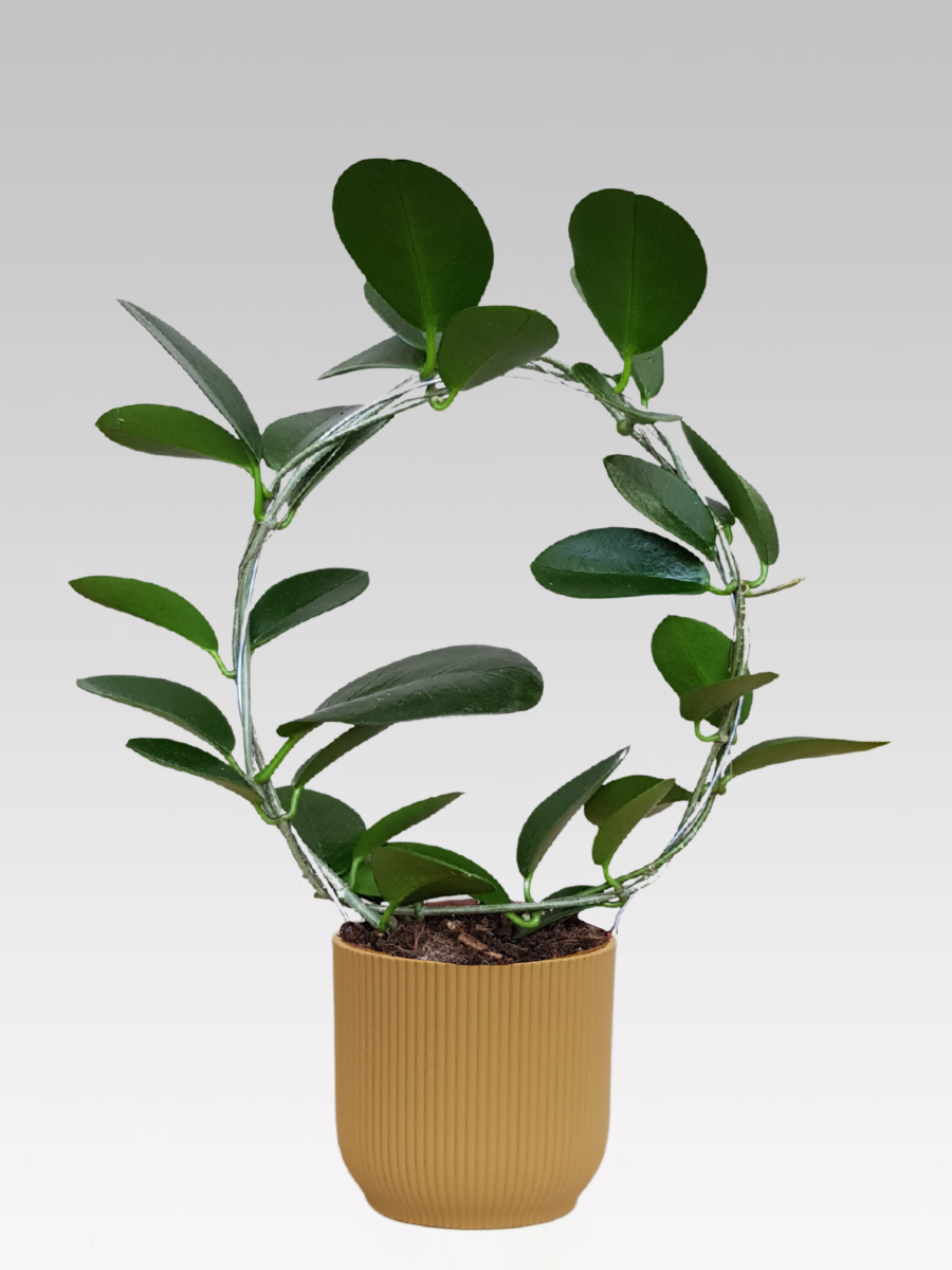 HOYA AUSTRALIS WACHSBLUME, 12 CM TOPF + TOPFDECKEL NACH WAHL