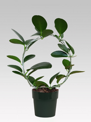 HOYA AUSTRALIS FIORE DI CERA VASO 12CM + COPRIVASO Ø 14 VERDE