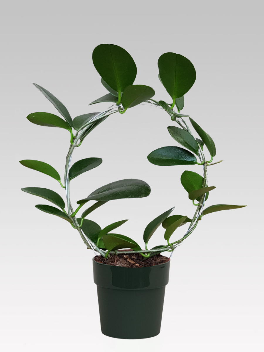 HOYA AUSTRALIS FIORE DI CERA VASO 12CM + COPRIVASO Ø 14 VERDE