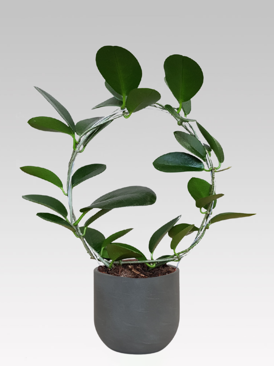 HOYA AUSTRALIS FIORE DI CERA VASO 12CM + COPRIVASO Ø 16 GRIGIO