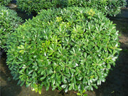 PITTOSPORUM PITTOSPORO NANUM VASO 19CM