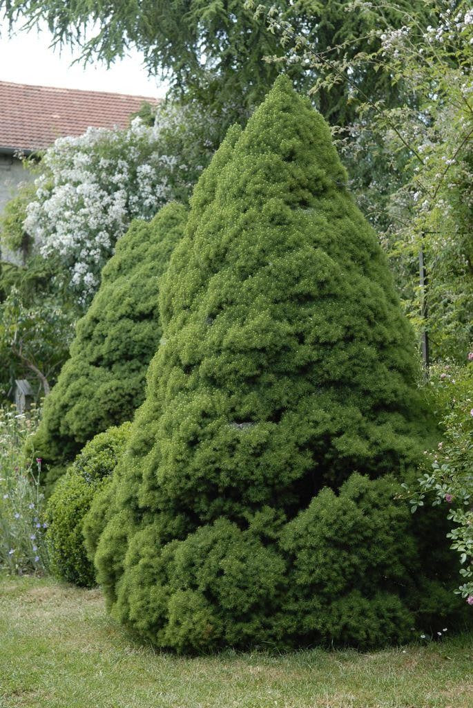 PICEA GLAUCA CONICA VASO 17CM