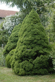 PICEA GLAUCA CONICA VASO 17CM