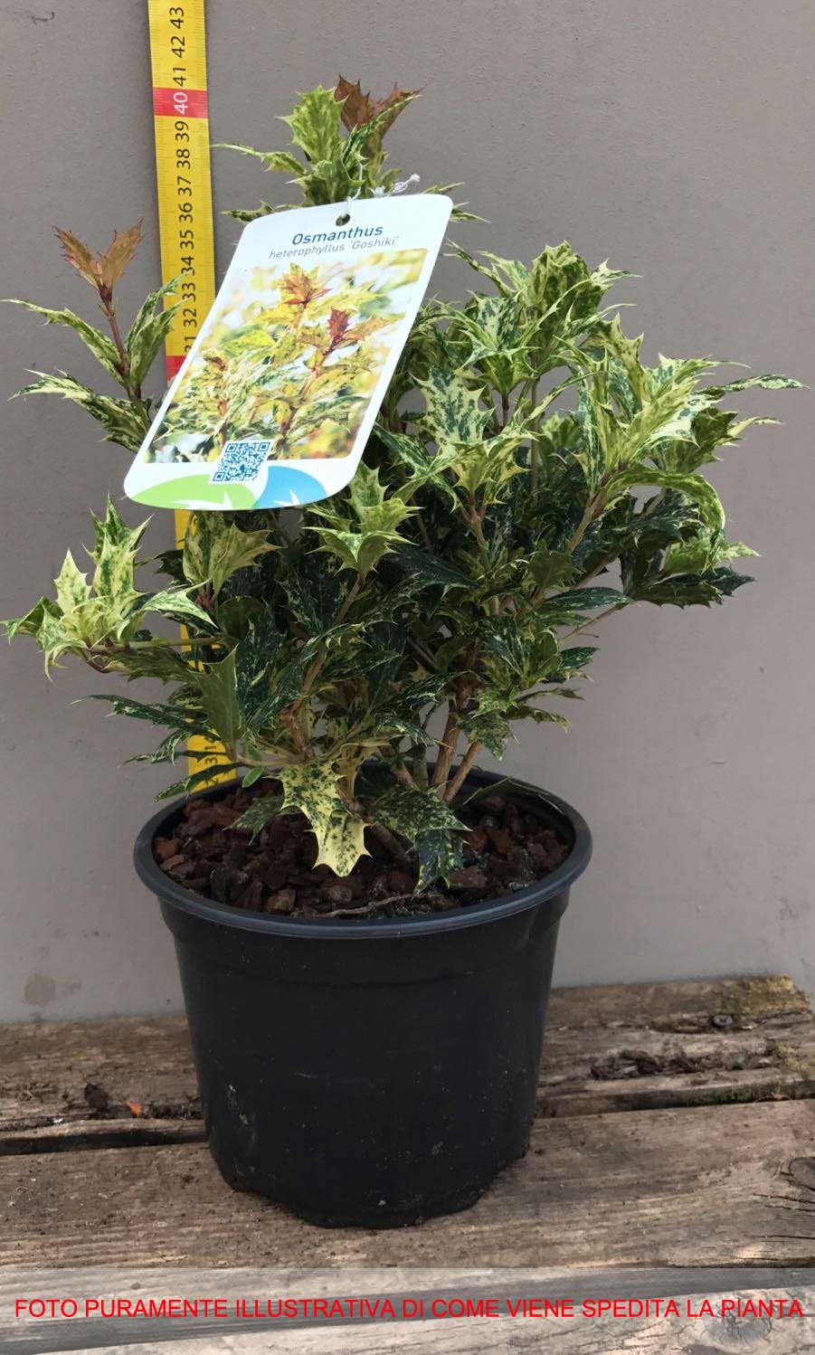 OSMANTHUS HETEROPHYLLUS GOSHIKI IN VASO 17CM