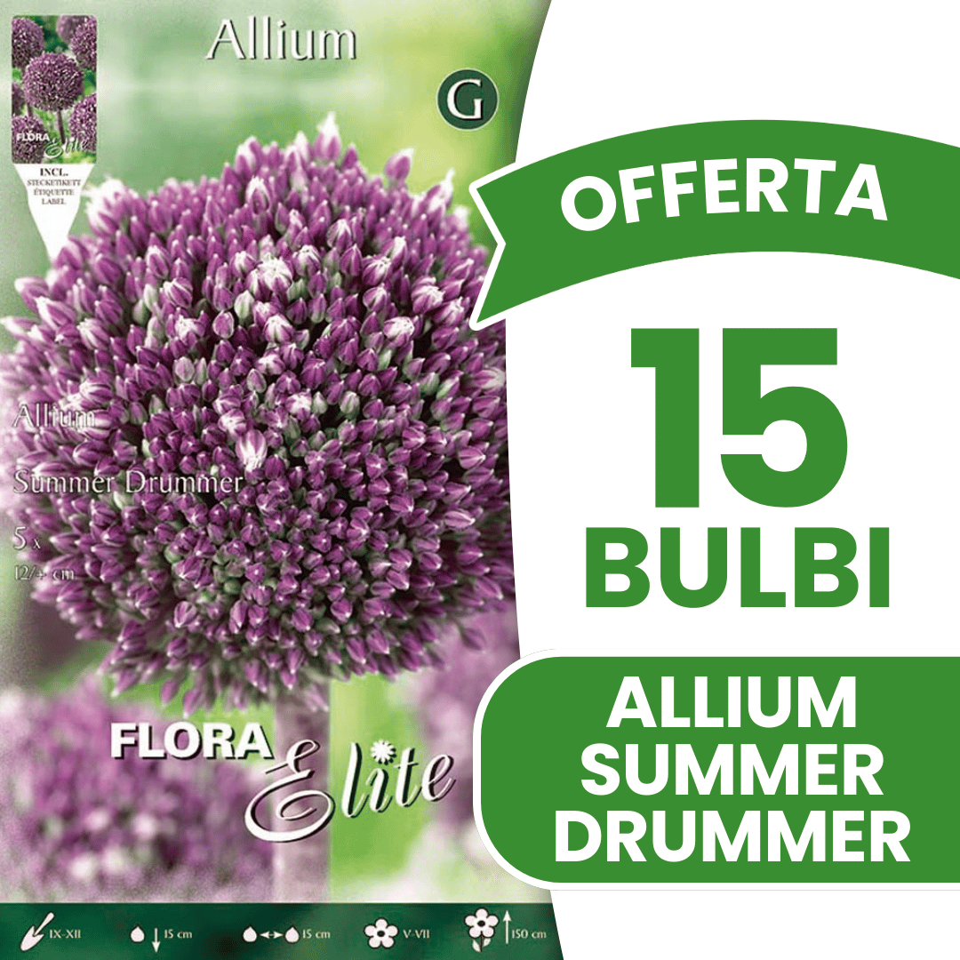 OFFERTA 15 BULBI ALLIUM SUMMER DRUMMER