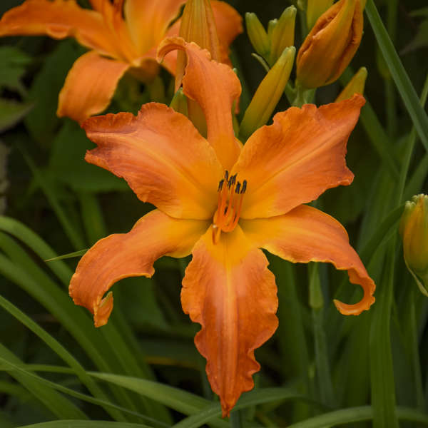 HEMEROCALLIS PRIMAL SCREAM VASO 18CM