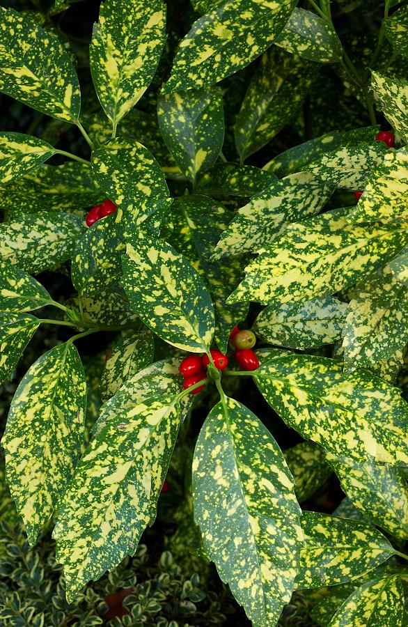 AUCUBA JAPONICA CROTONIFOLIA VASO 14CM