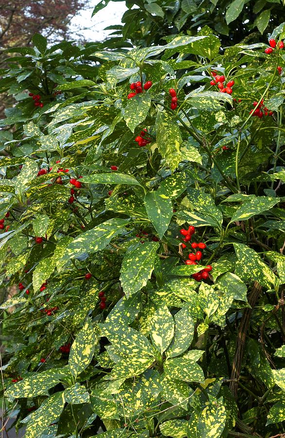 AUCUBA JAPONICA CROTONIFOLIA VASO 21CM