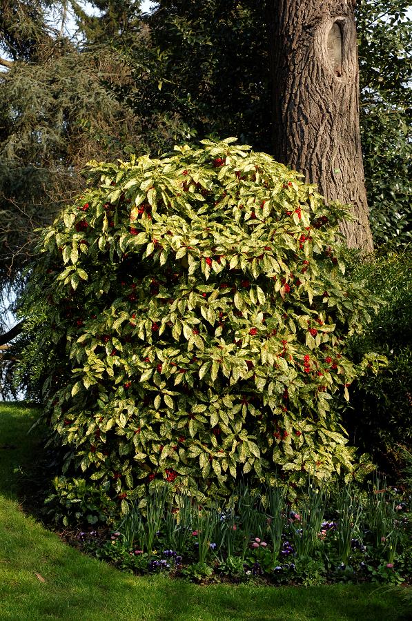 AUCUBA JAPONICA CROTONIFOLIA VASO 14CM
