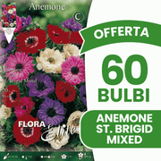 OFFERTA 60 BULBI ANEMONE CORONARIA ST. BRIGID