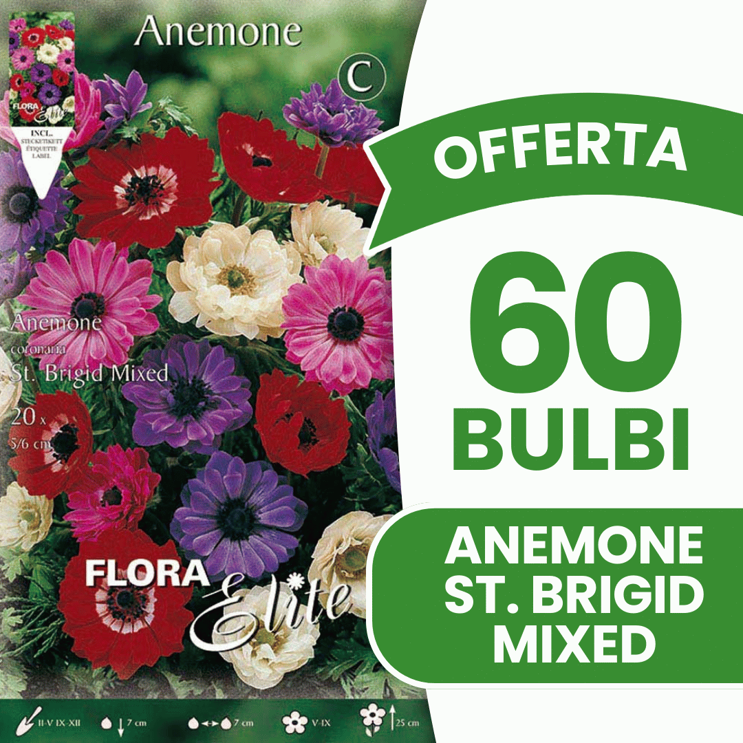 OFFERTA 60 BULBI ANEMONE CORONARIA ST. BRIGID