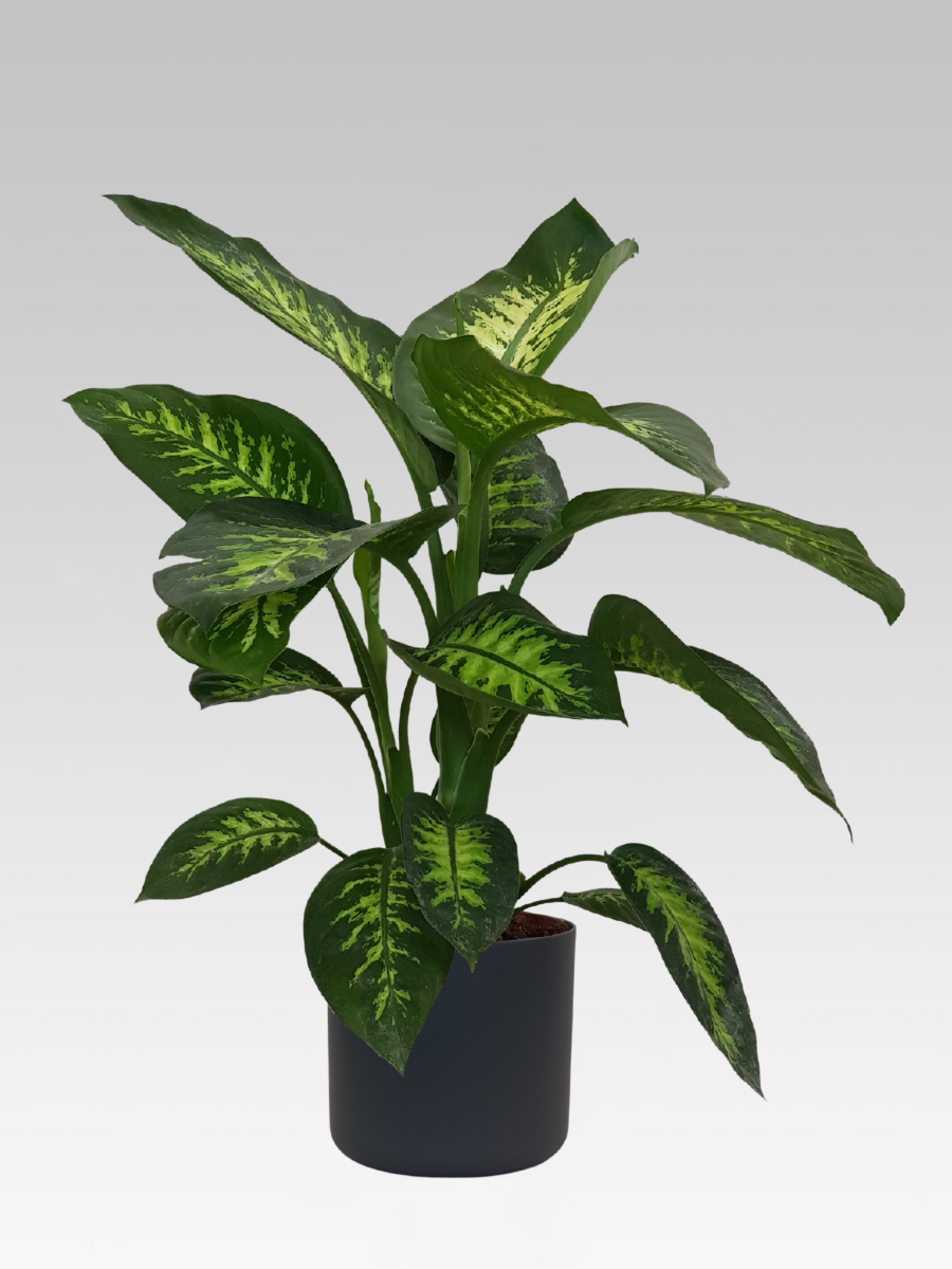 DIEFFENBACHIA VASO 19CM + COPRIVASO Ø 22 ANTRACITE