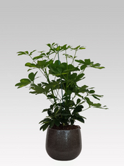 SCHEFFLERA GOLD CAPPELLA IN VASO 17CM + COPRIVASO Ø 18 GRIGIO SCURO